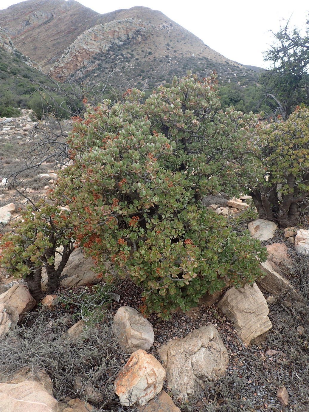 Jade plant