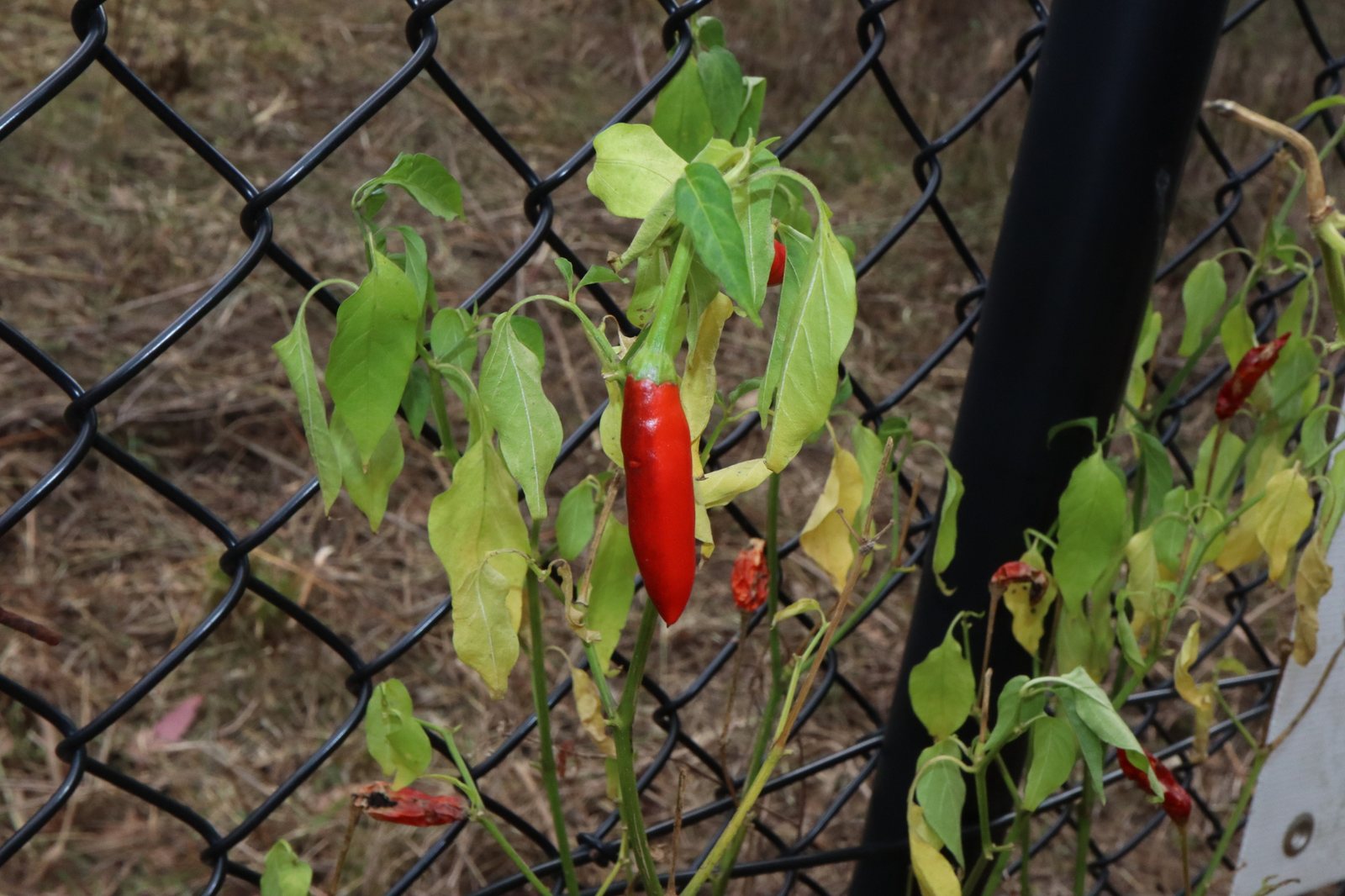 Jalapeño pepper