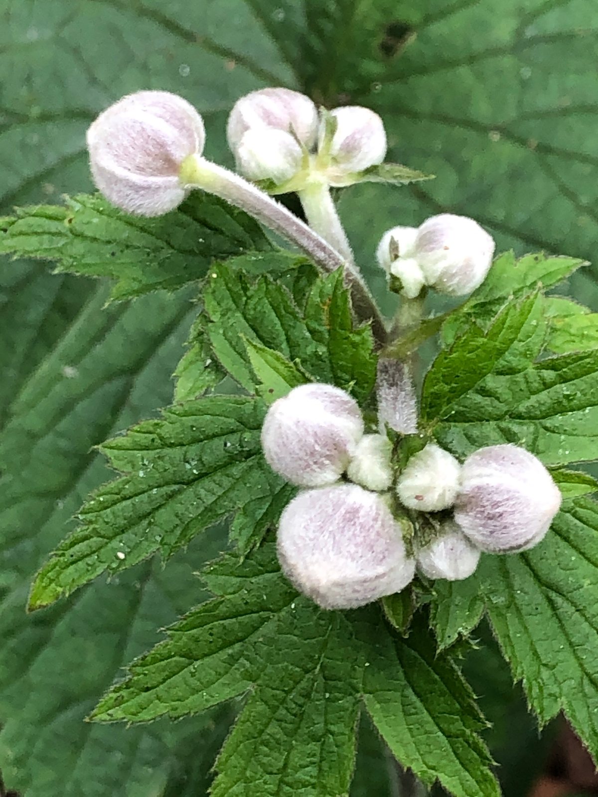 Japanese anemone 'Honorine Jobert'