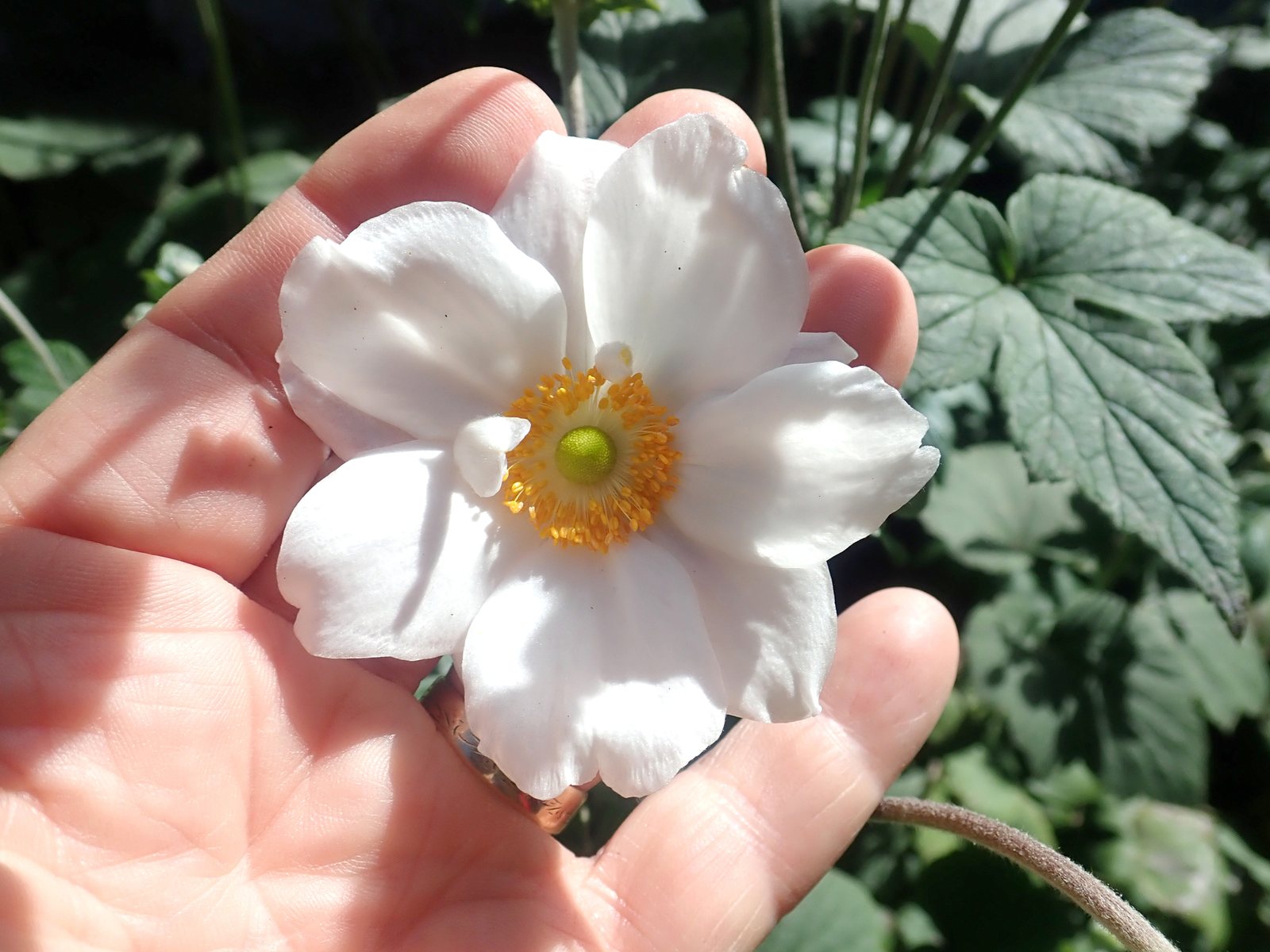 Japanese anemone 'Honorine Jobert'