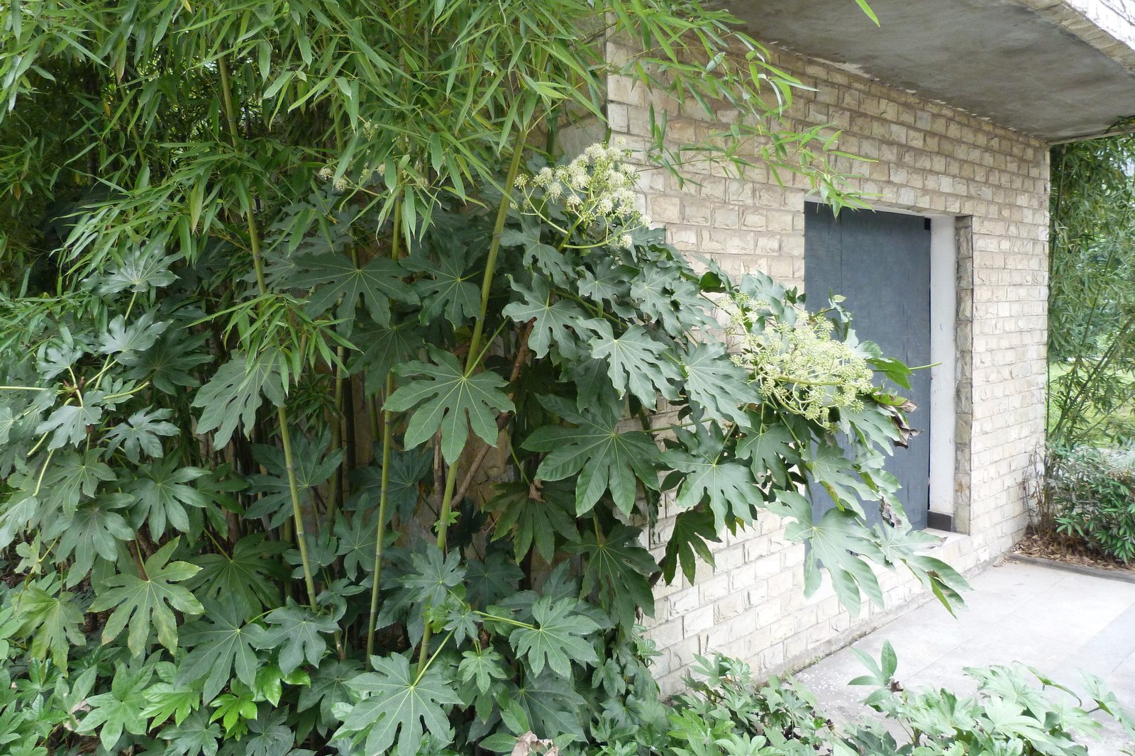 Japanese aralia
