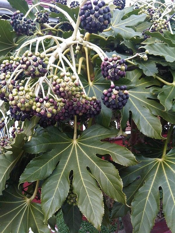 Japanese aralia