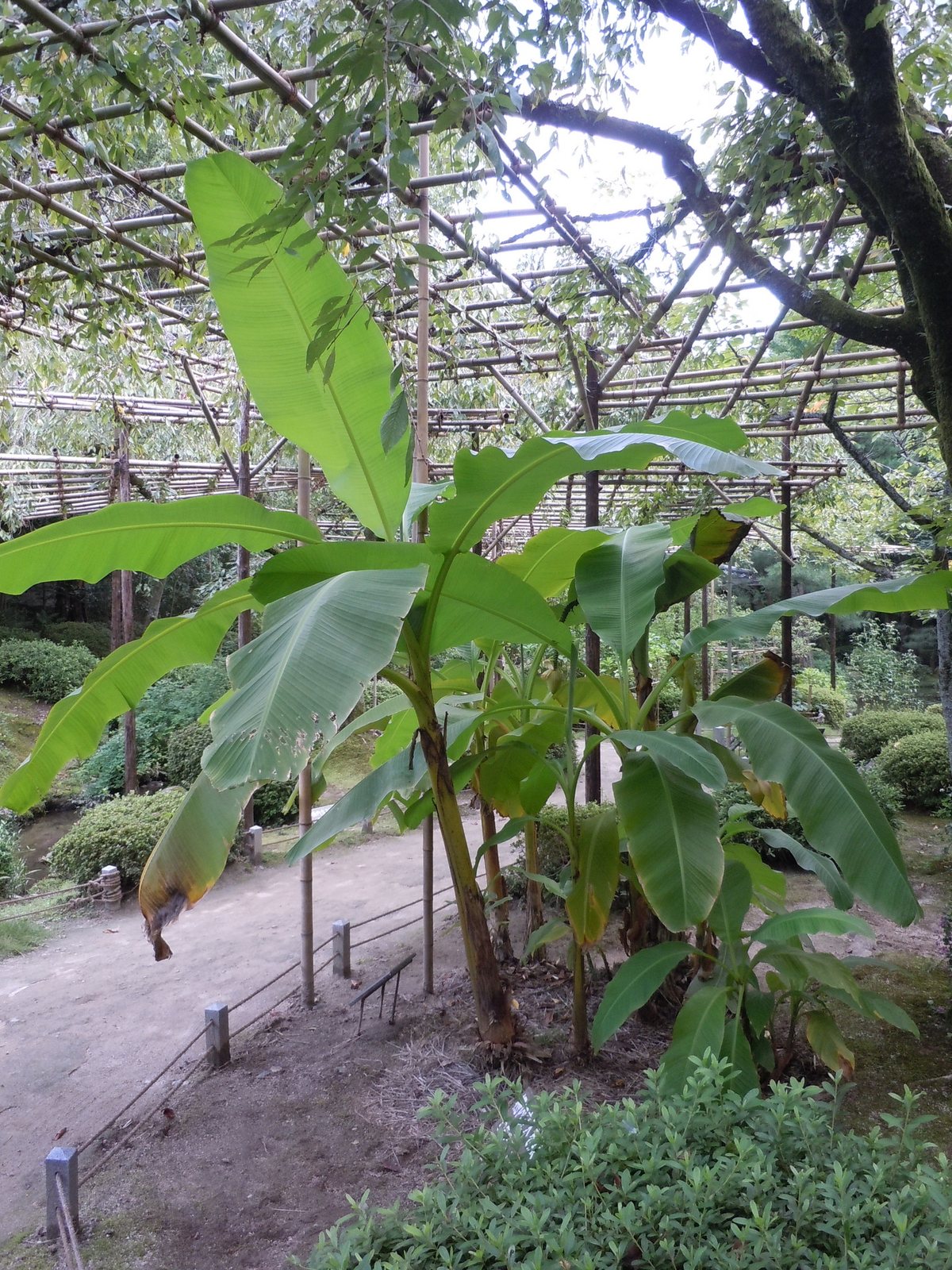 Japanese banana