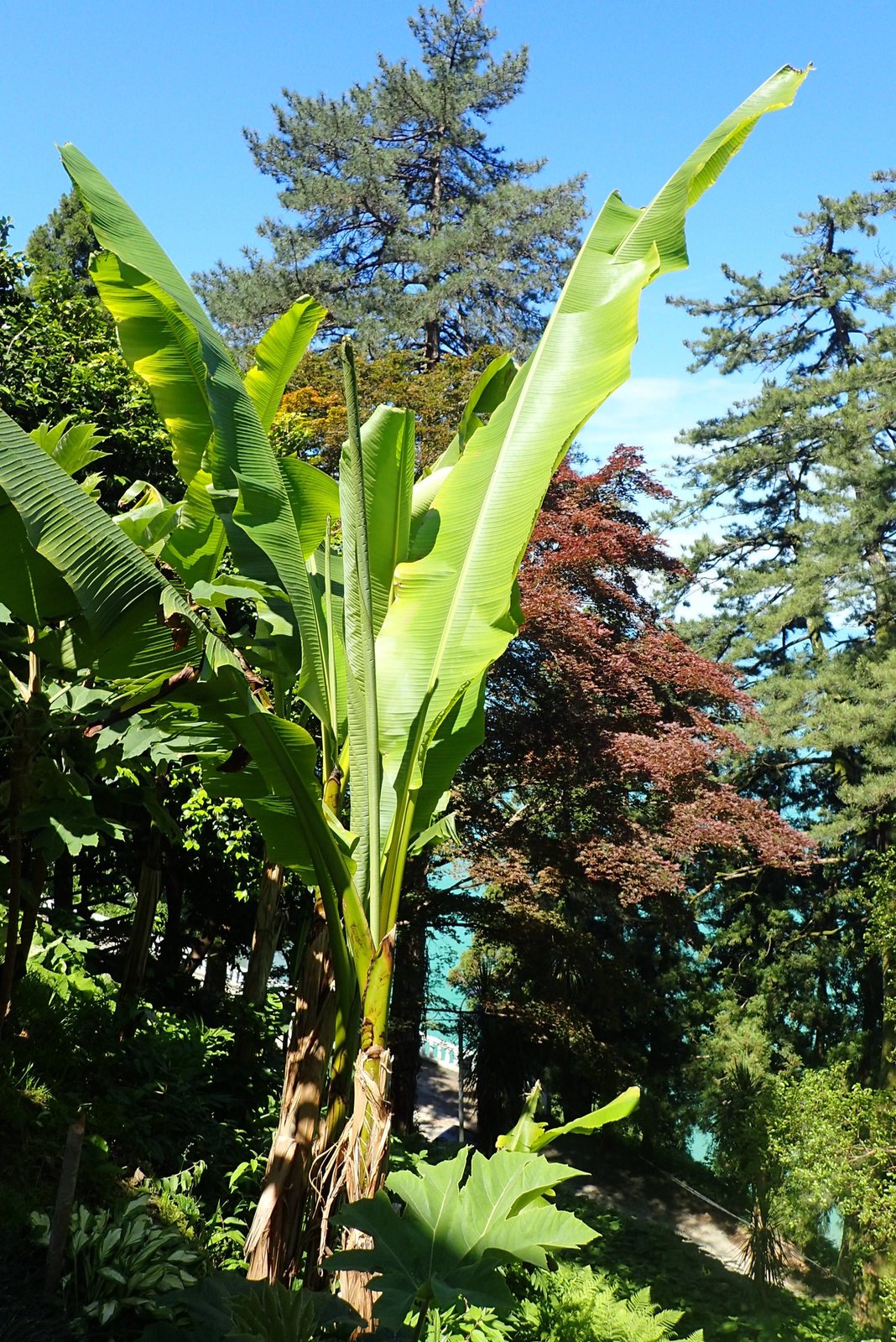 Japanese banana