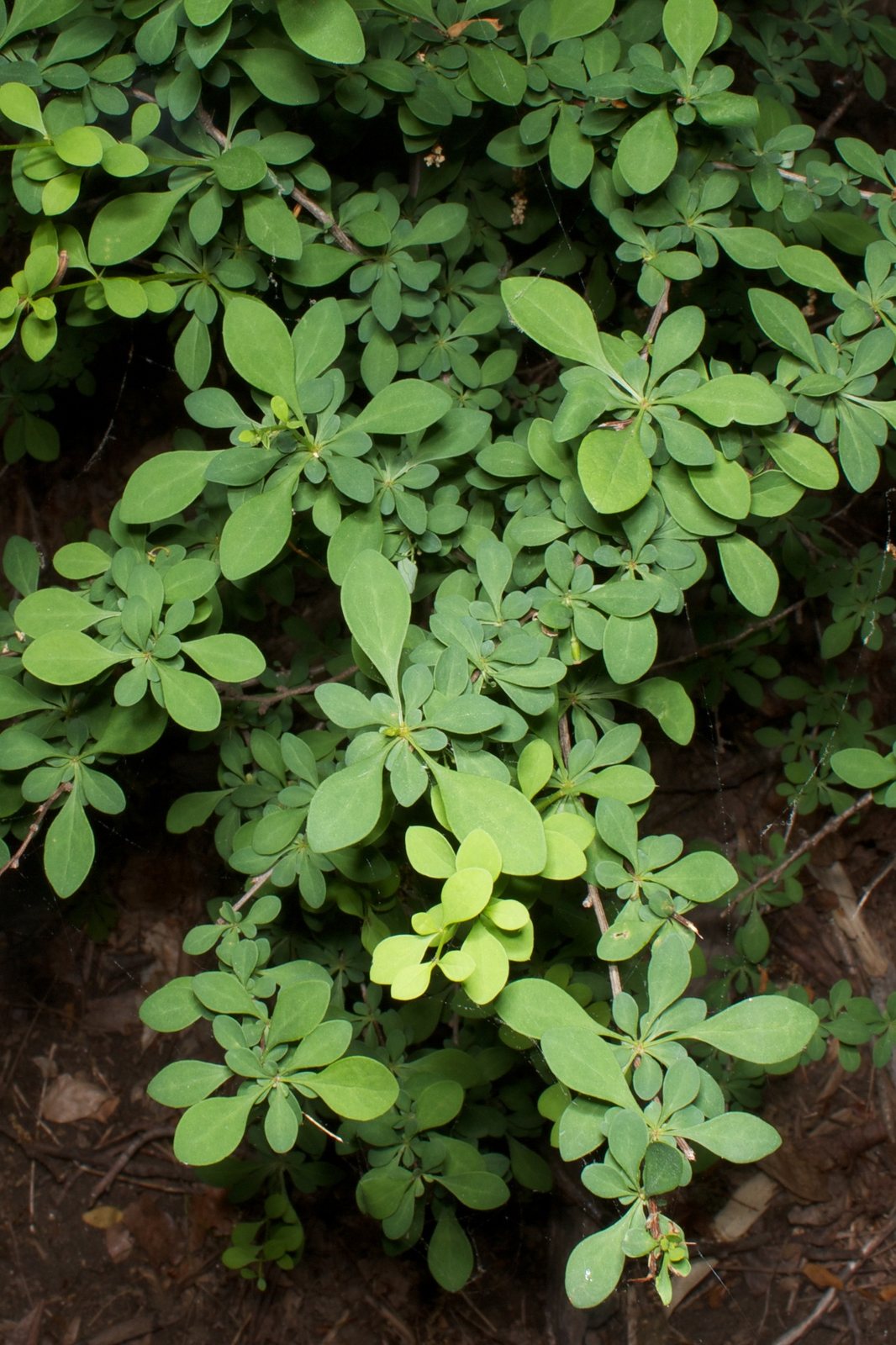 Japanese barberry
