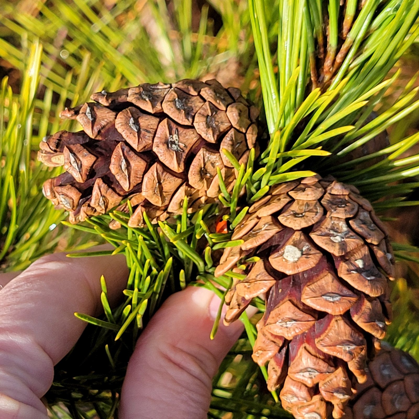 Japanese black pine