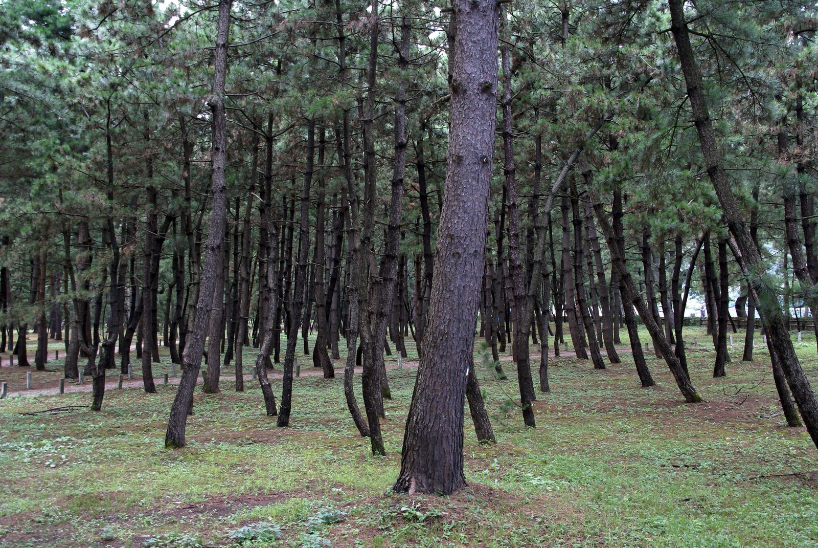 Japanese black pine
