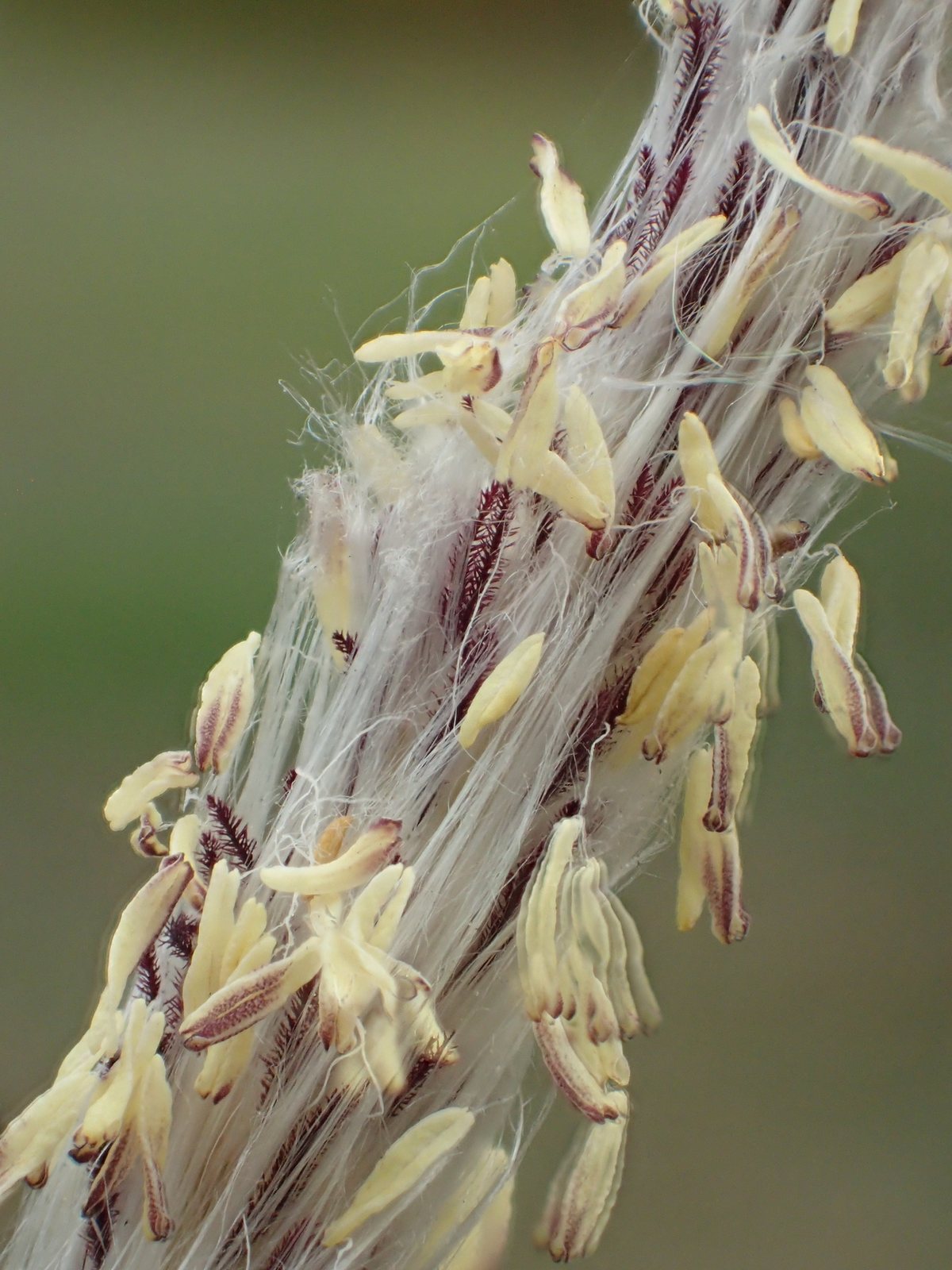 Japanese blood grass