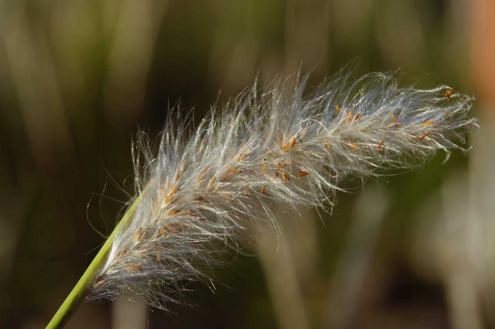Japanese blood grass