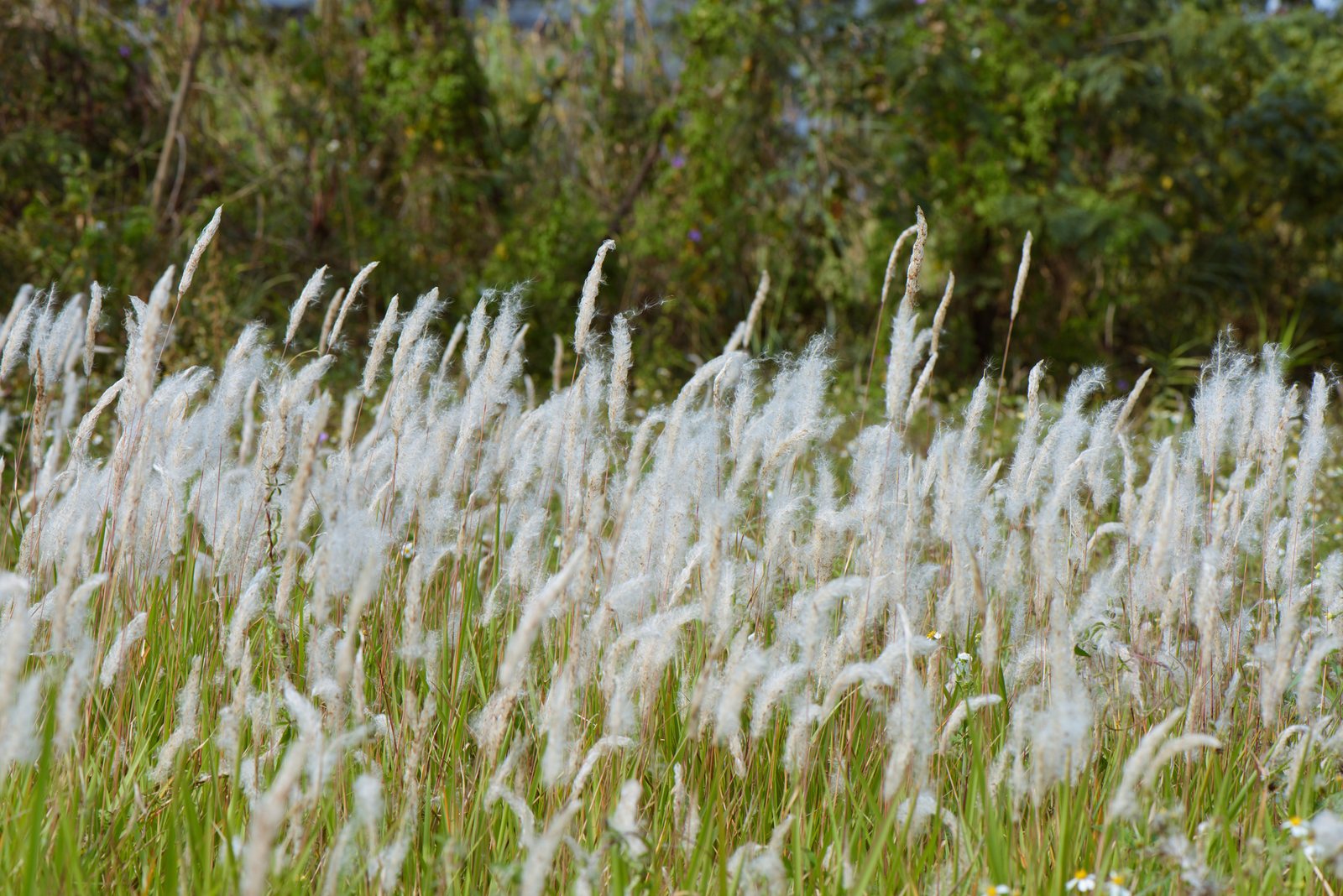 Japanese blood grass