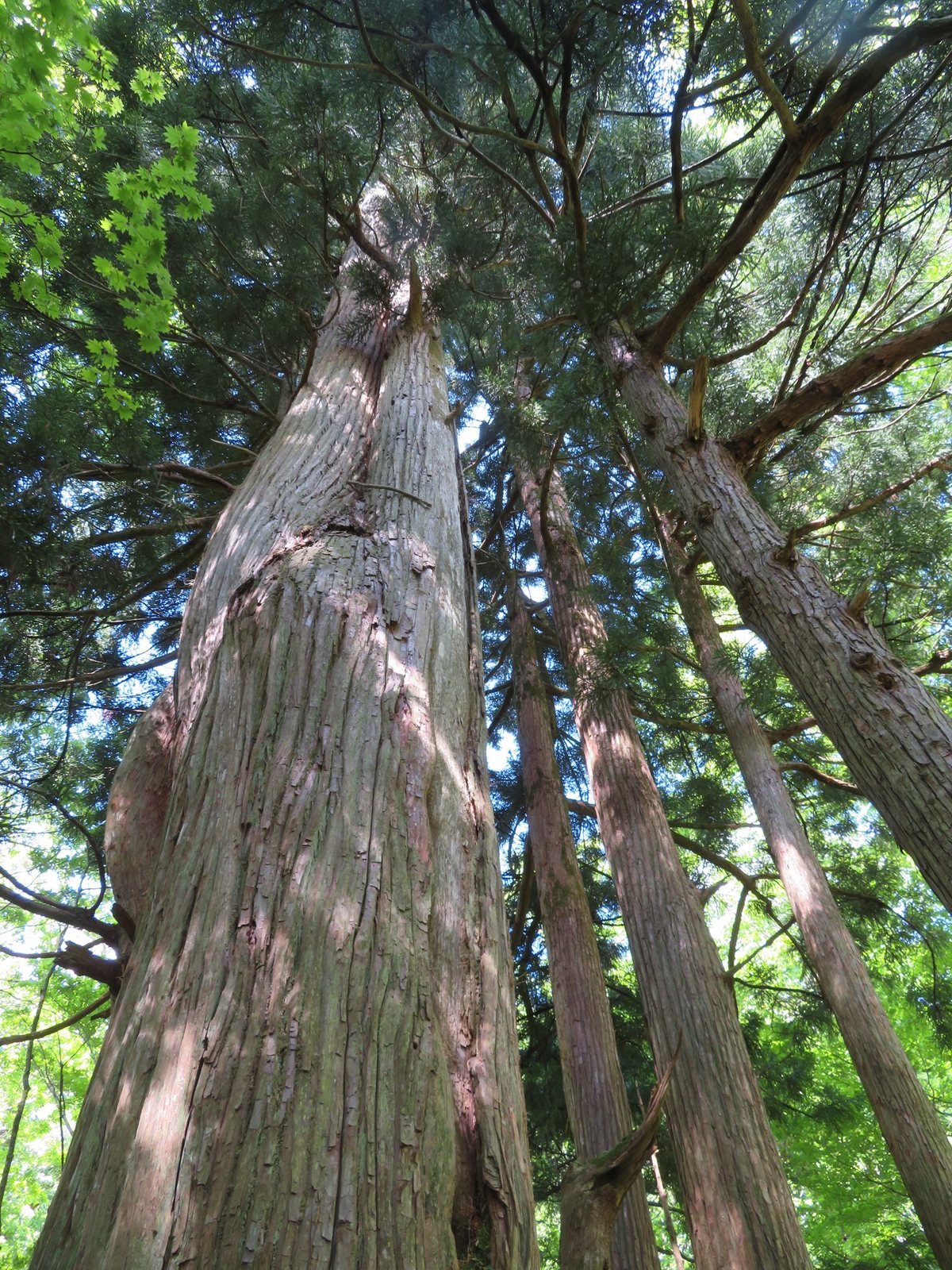 Japanese cedar