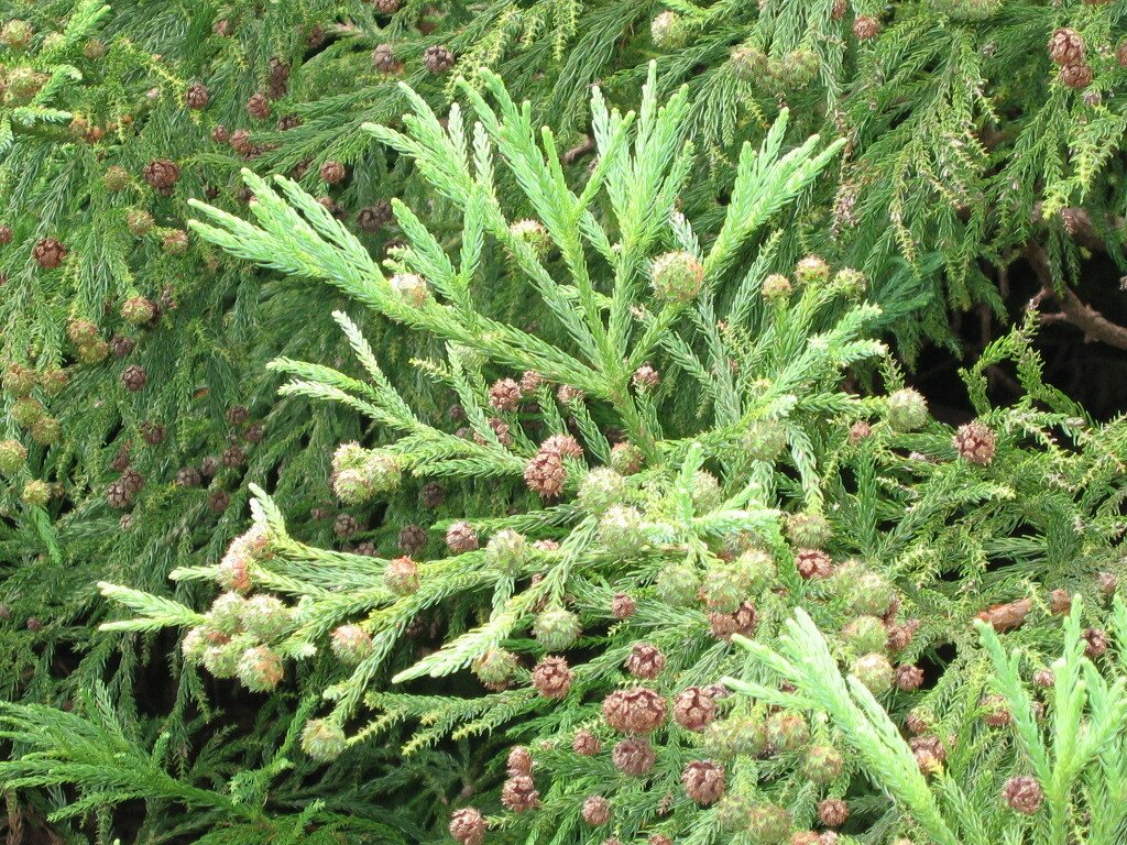 Japanese cedar