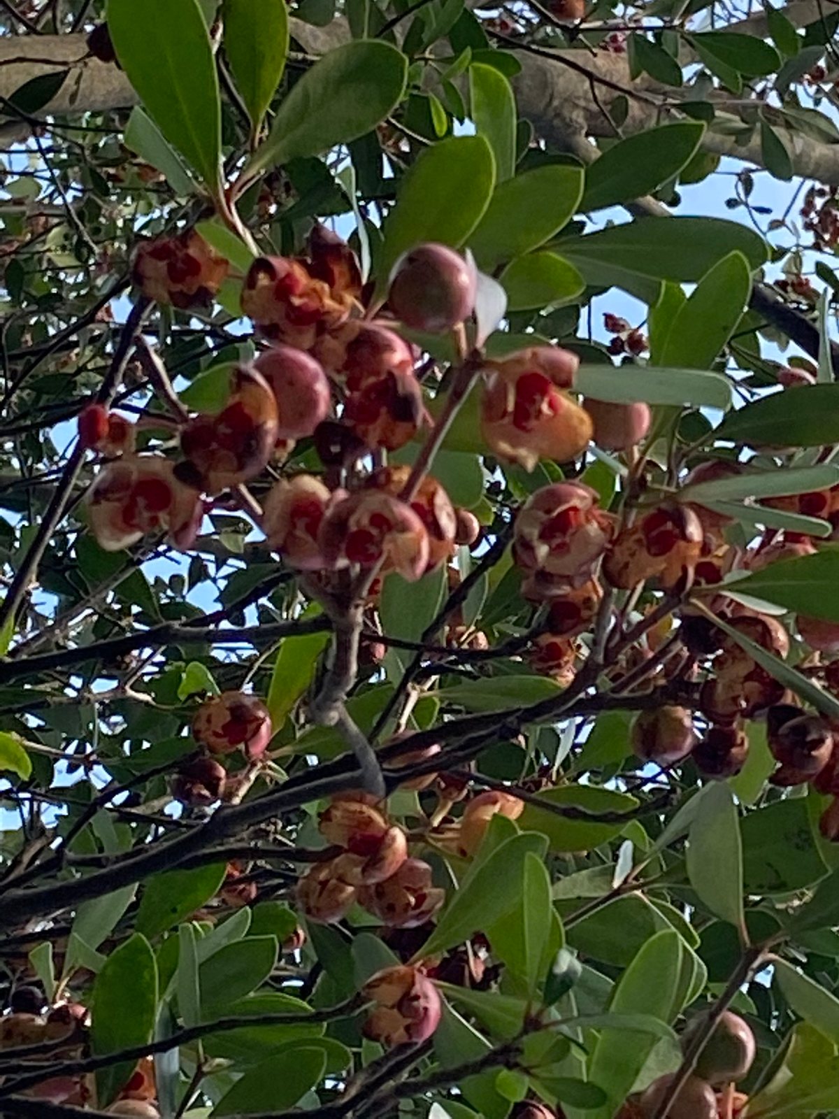 Japanese cleyera