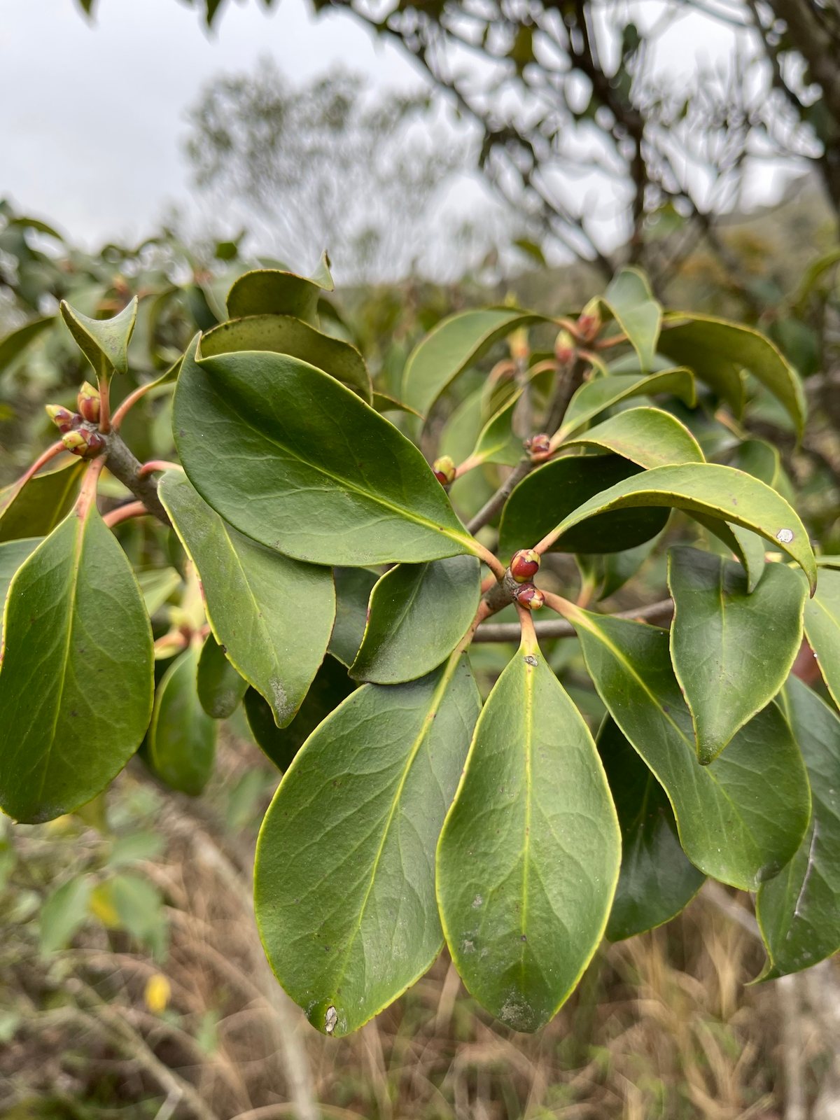 Japanese cleyera