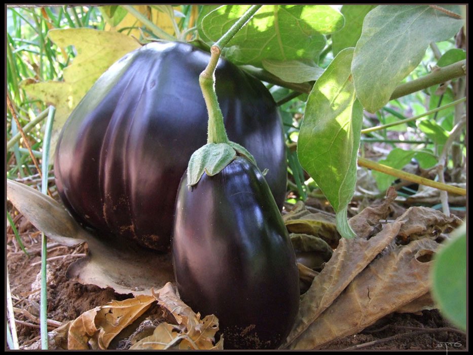 Japanese eggplant 'Ichiban'