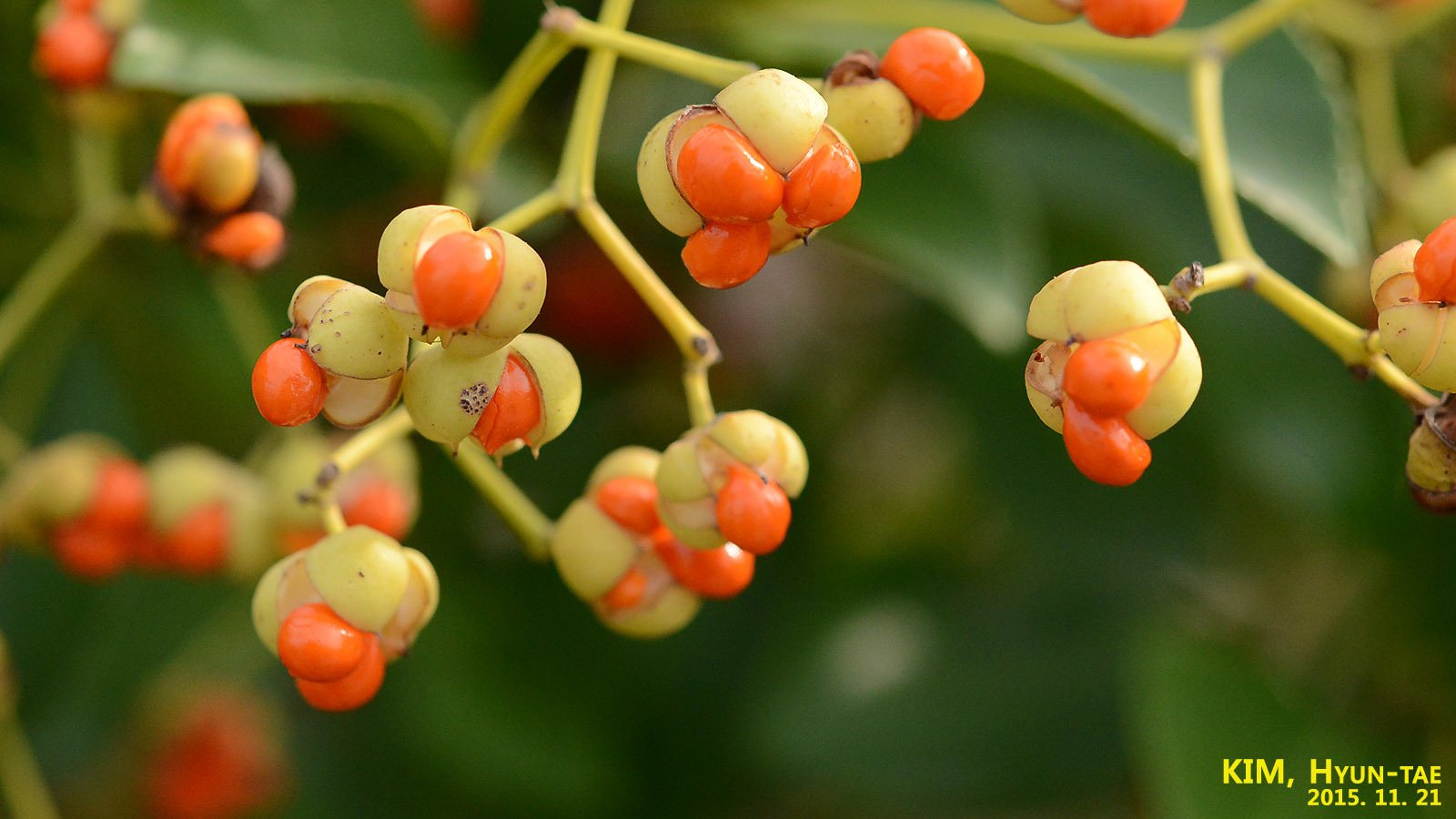Japanese euonymus