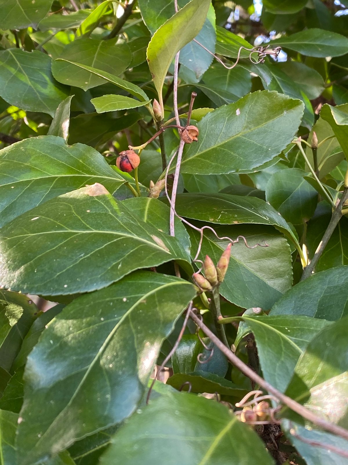 Japanese euonymus