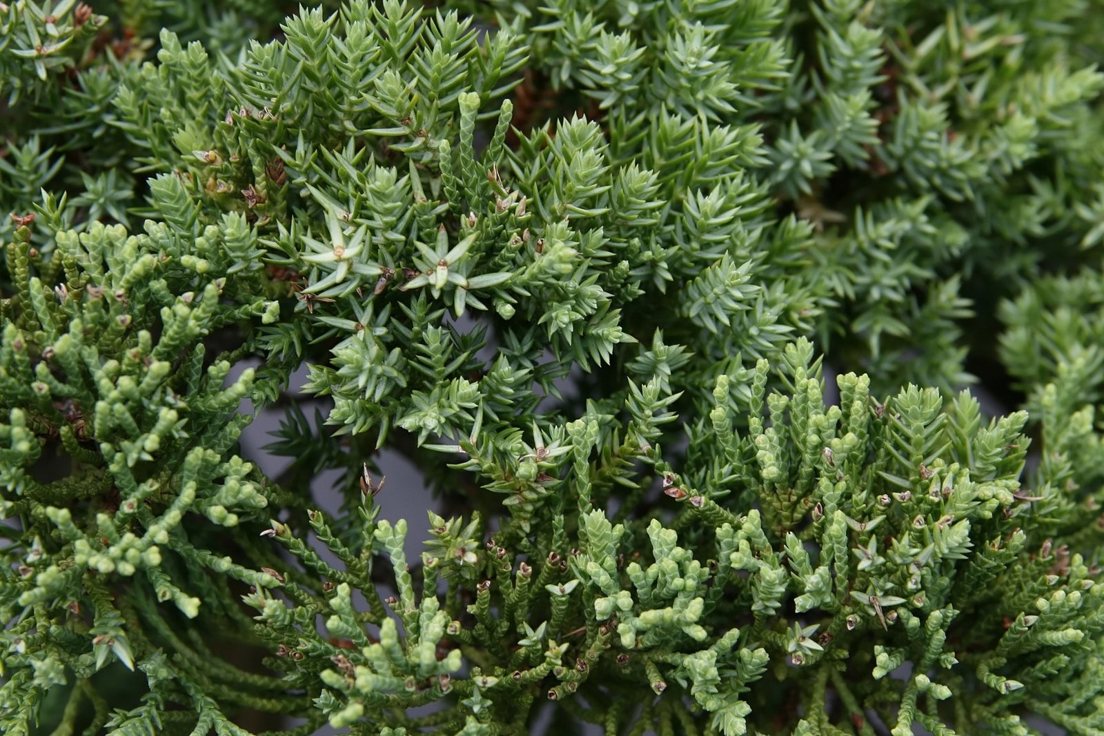 Japanese garden juniper