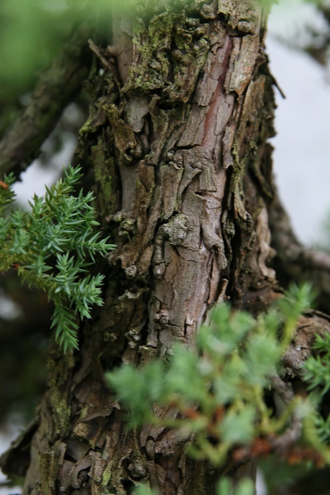 Japanese garden juniper