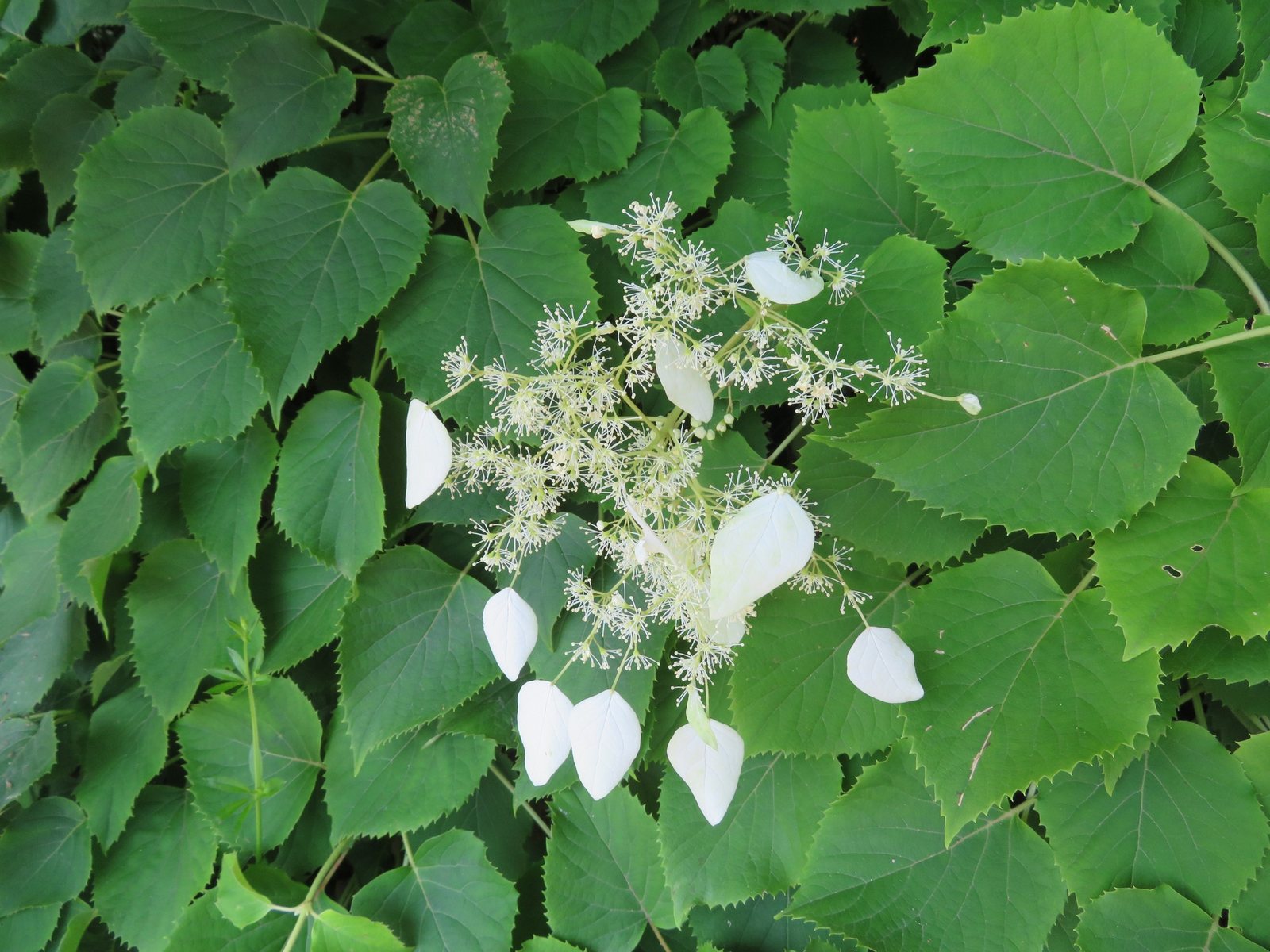 Japanese hydrangea vine
