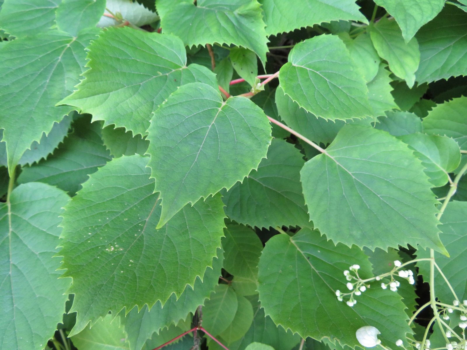 Japanese hydrangea vine