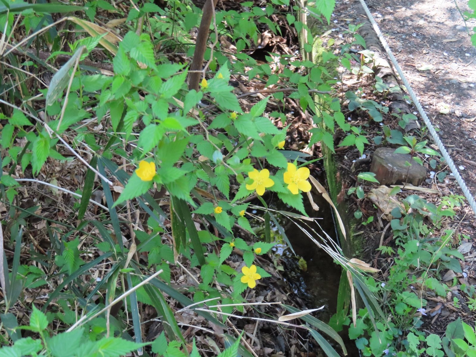 Japanese kerria