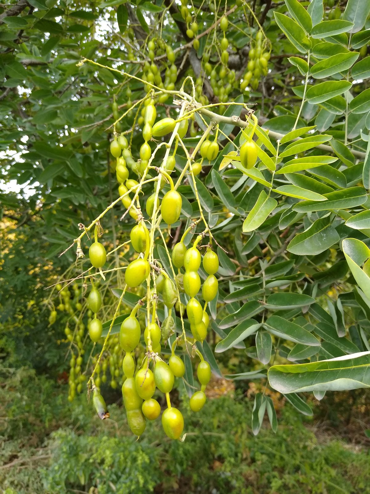 Japanese pagoda tree