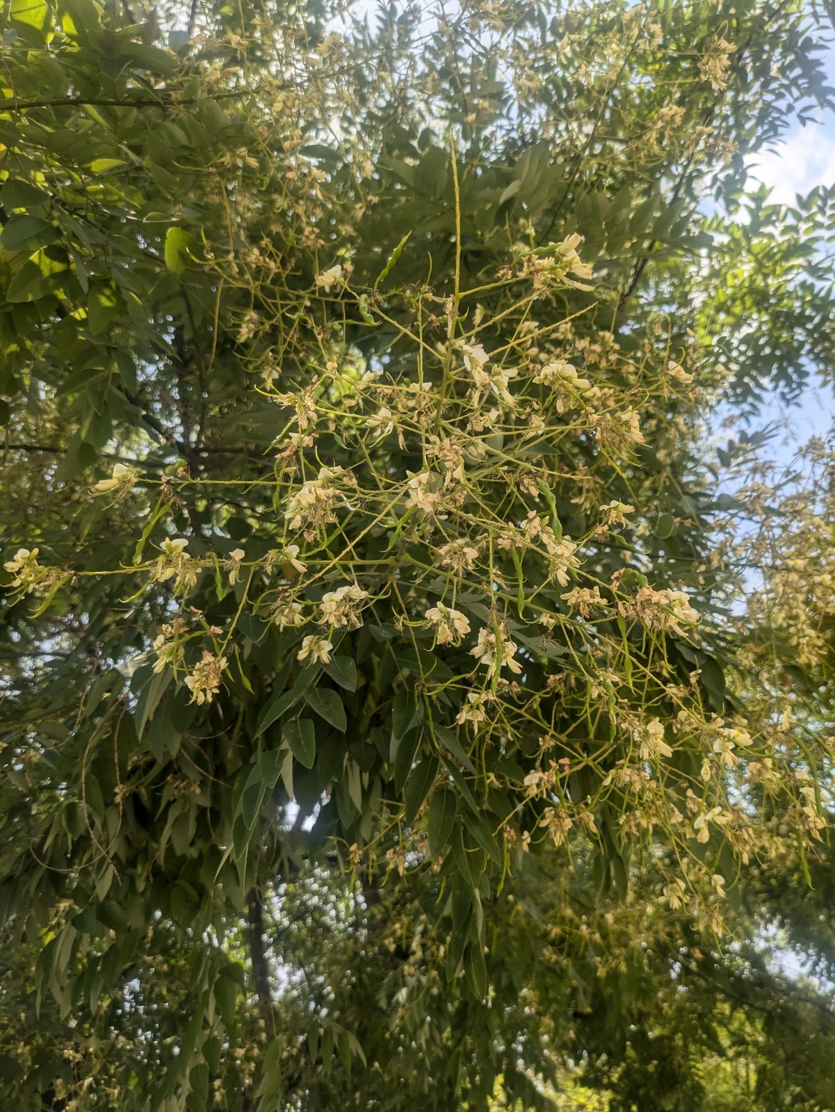 Japanese pagoda tree