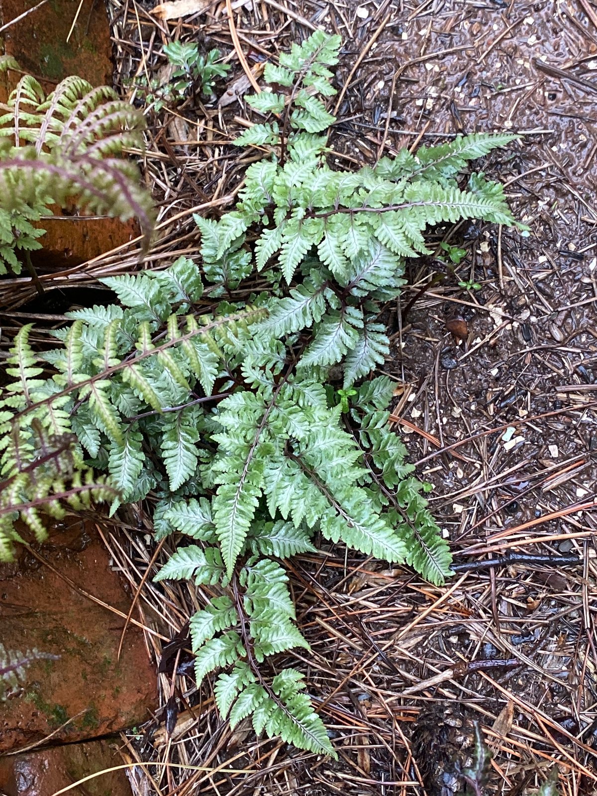 Japanese painted fern 'Burgundy Lace'