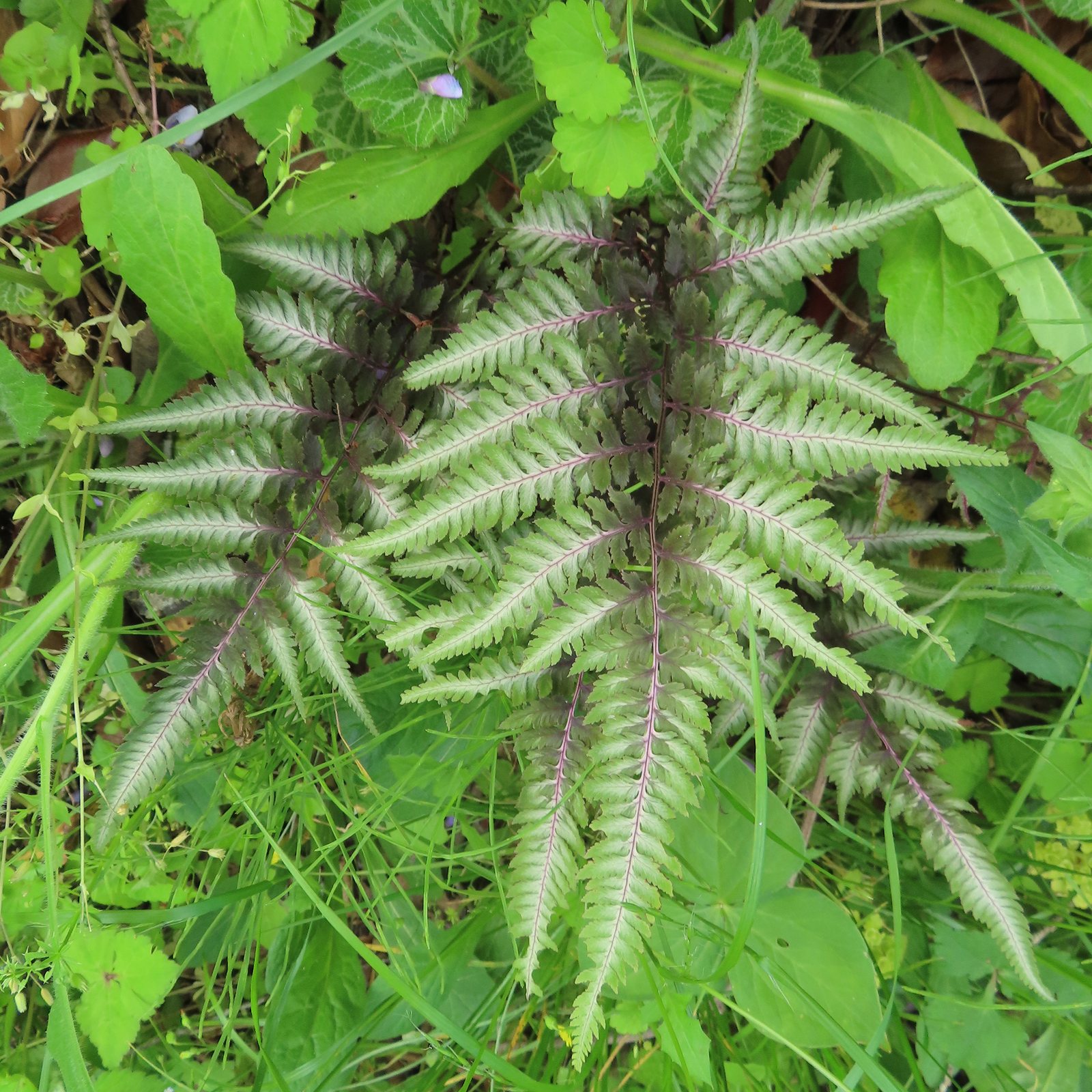 Japanese painted fern 'Burgundy Lace'