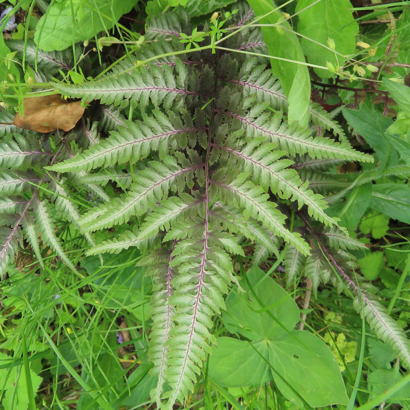 Japanese painted fern 'Burgundy Lace'