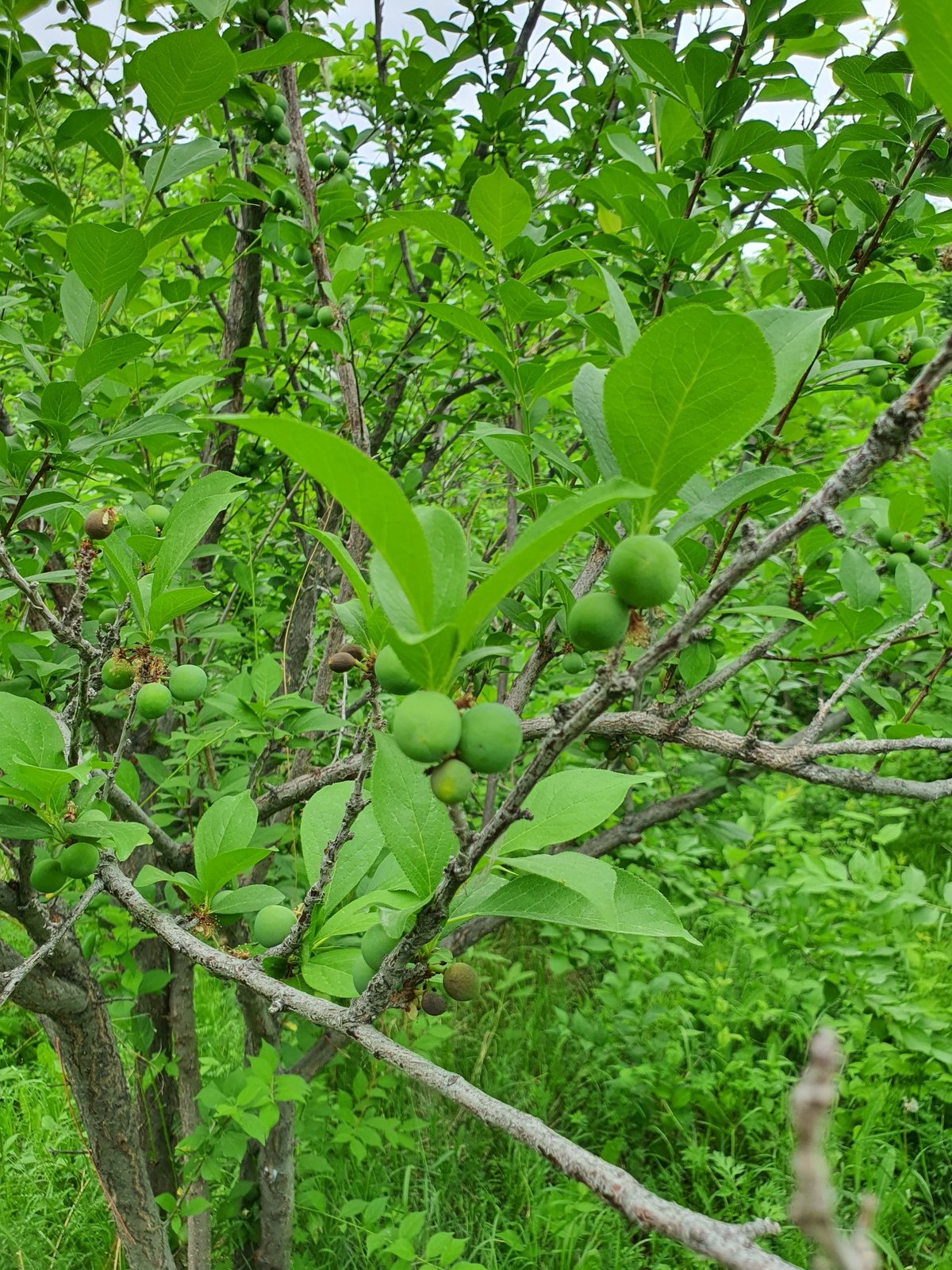 Japanese plum