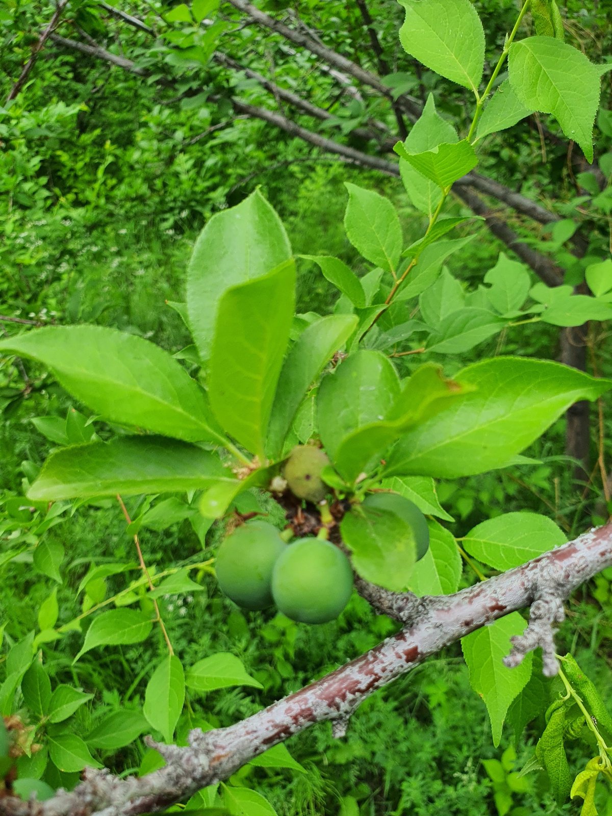 Japanese plum