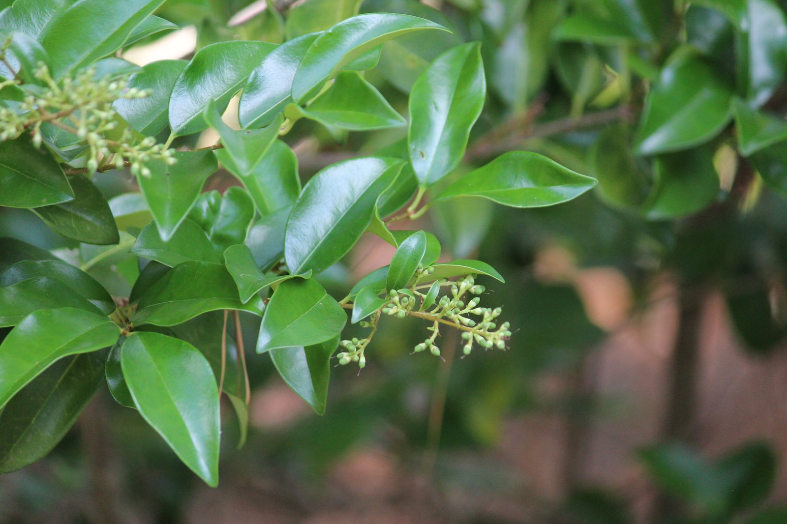 Japanese privet