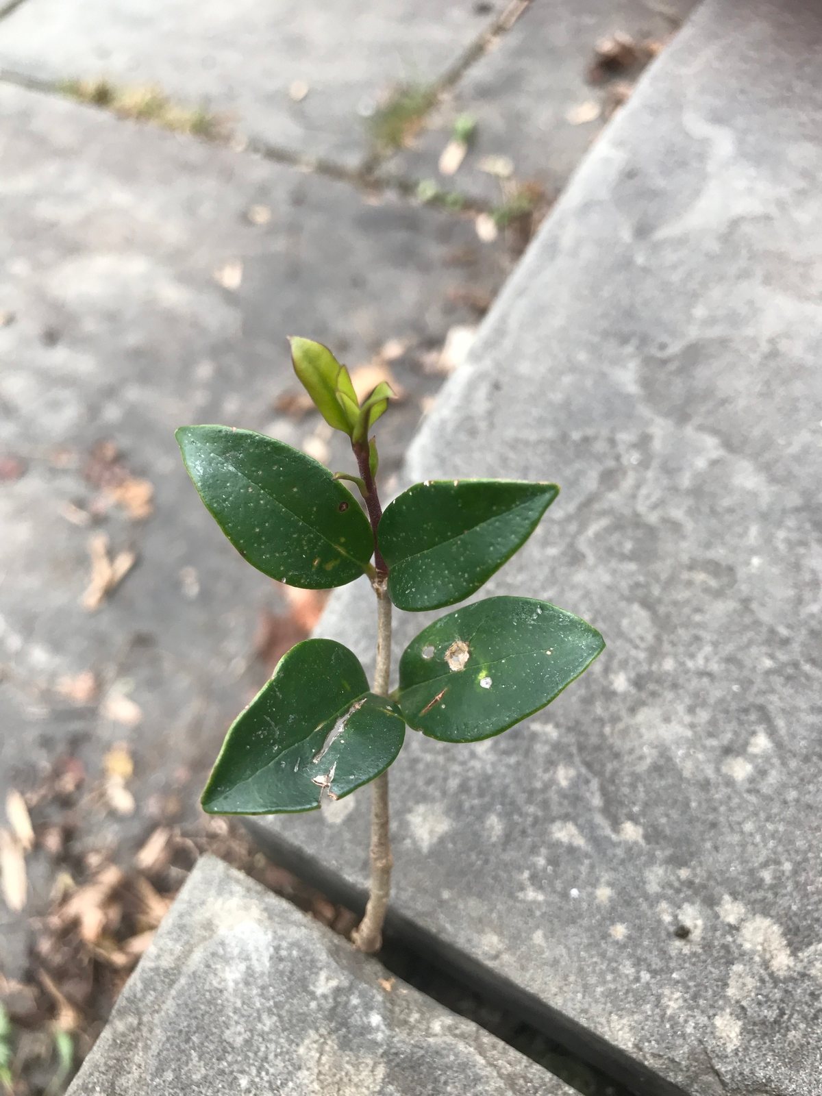 Japanese privet