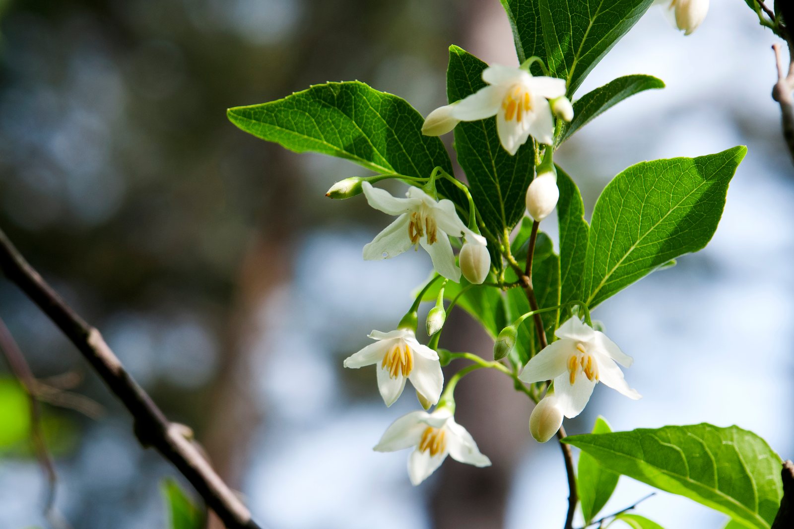 Japanese snowbell