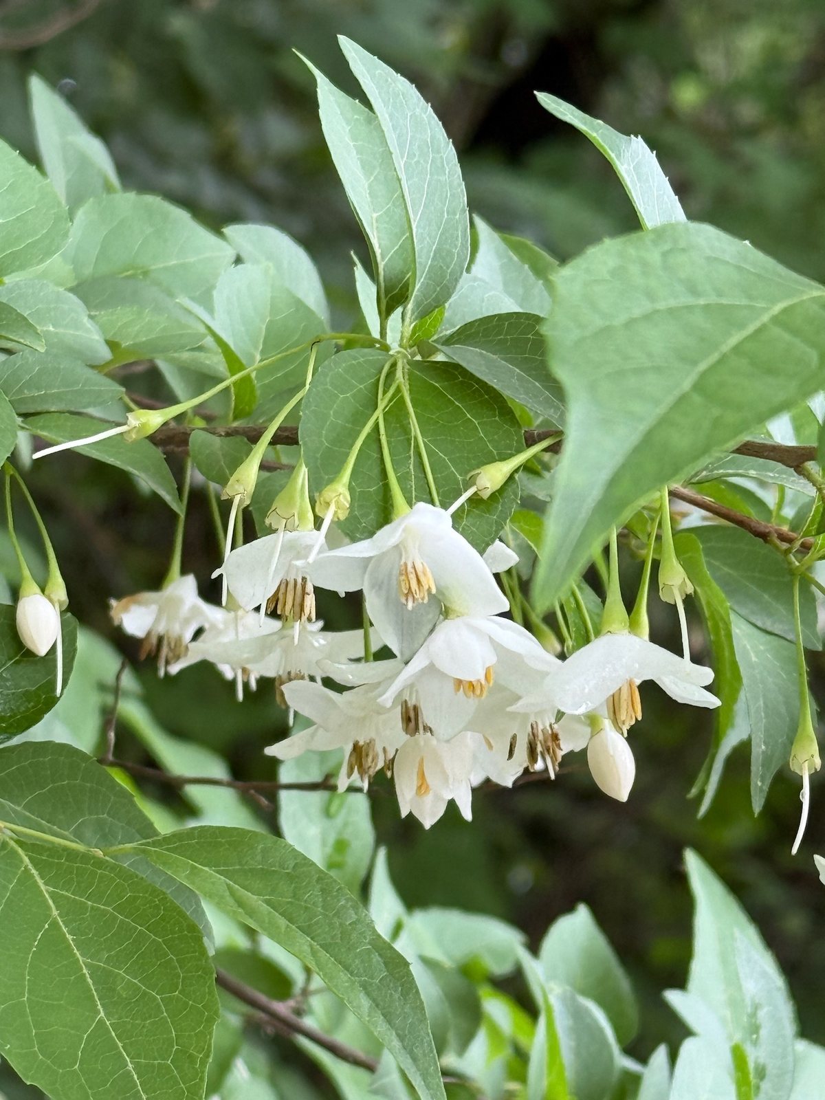 Japanese snowbell