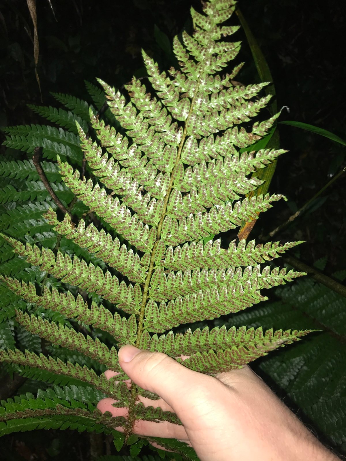 Japanese tassel fern