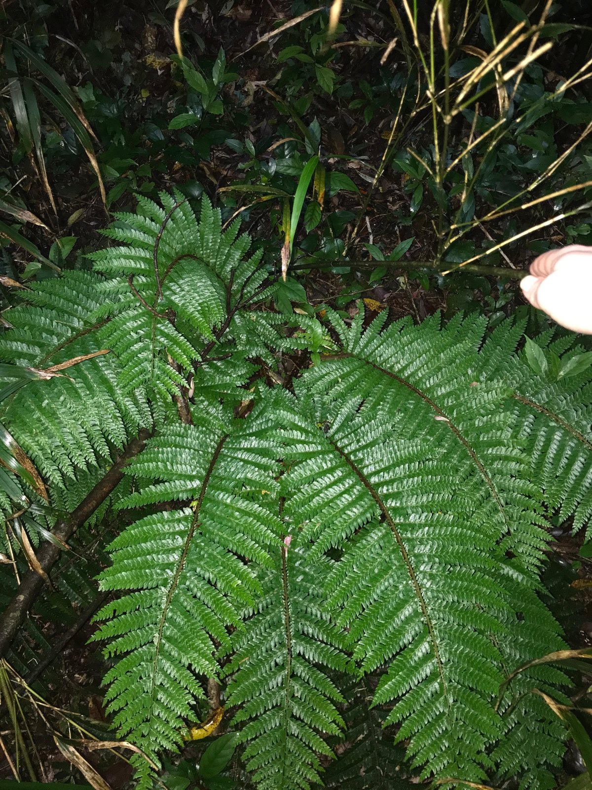 Japanese tassel fern
