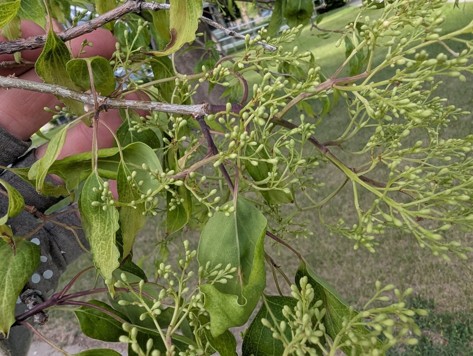 Japanese tree lilac