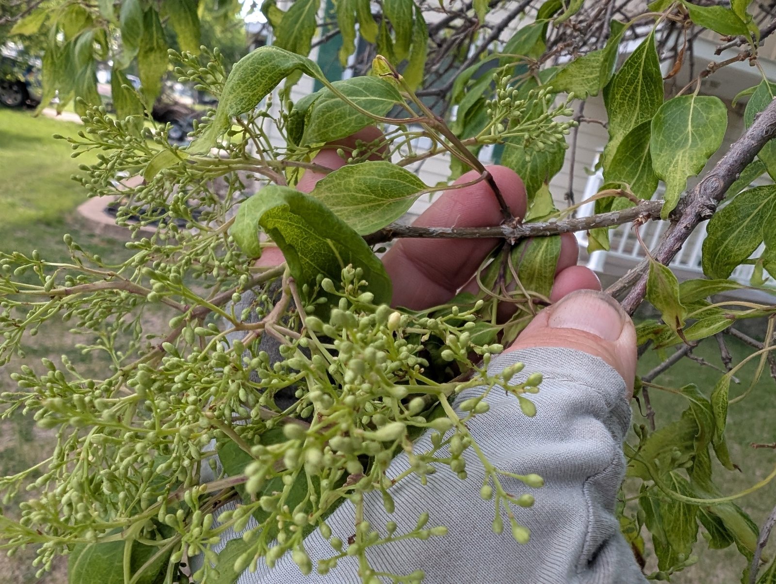 Japanese tree lilac
