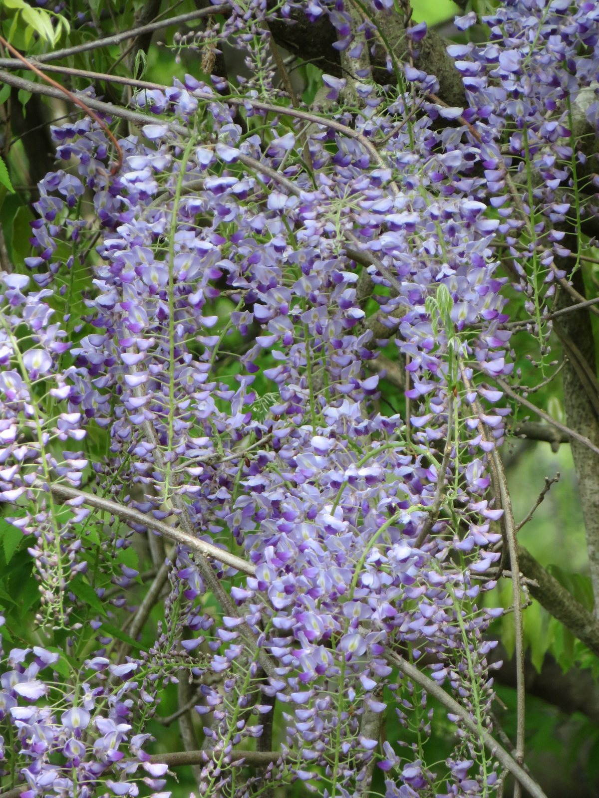 Japanese wisteria