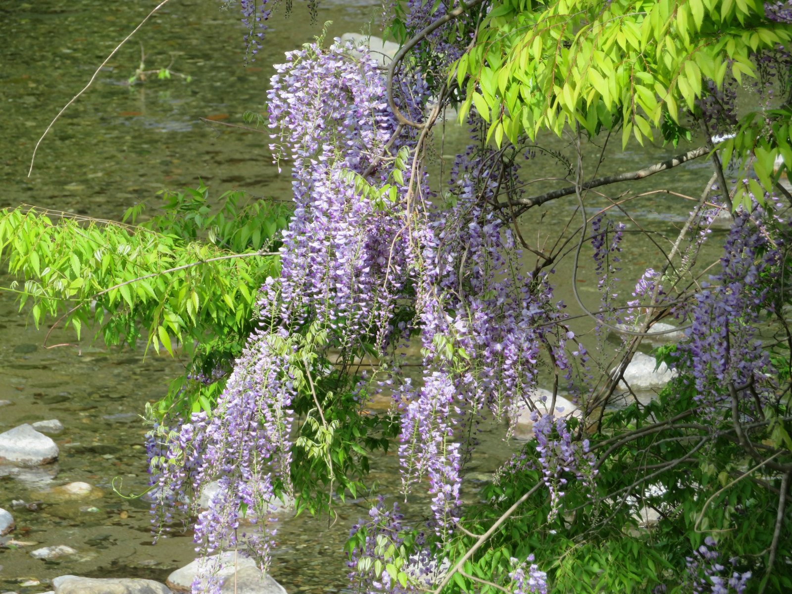 Japanese wisteria
