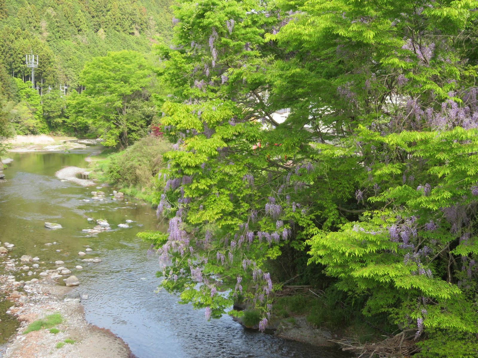 Japanese wisteria