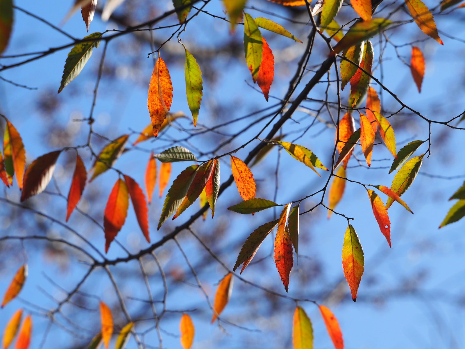 Japanese zelkova