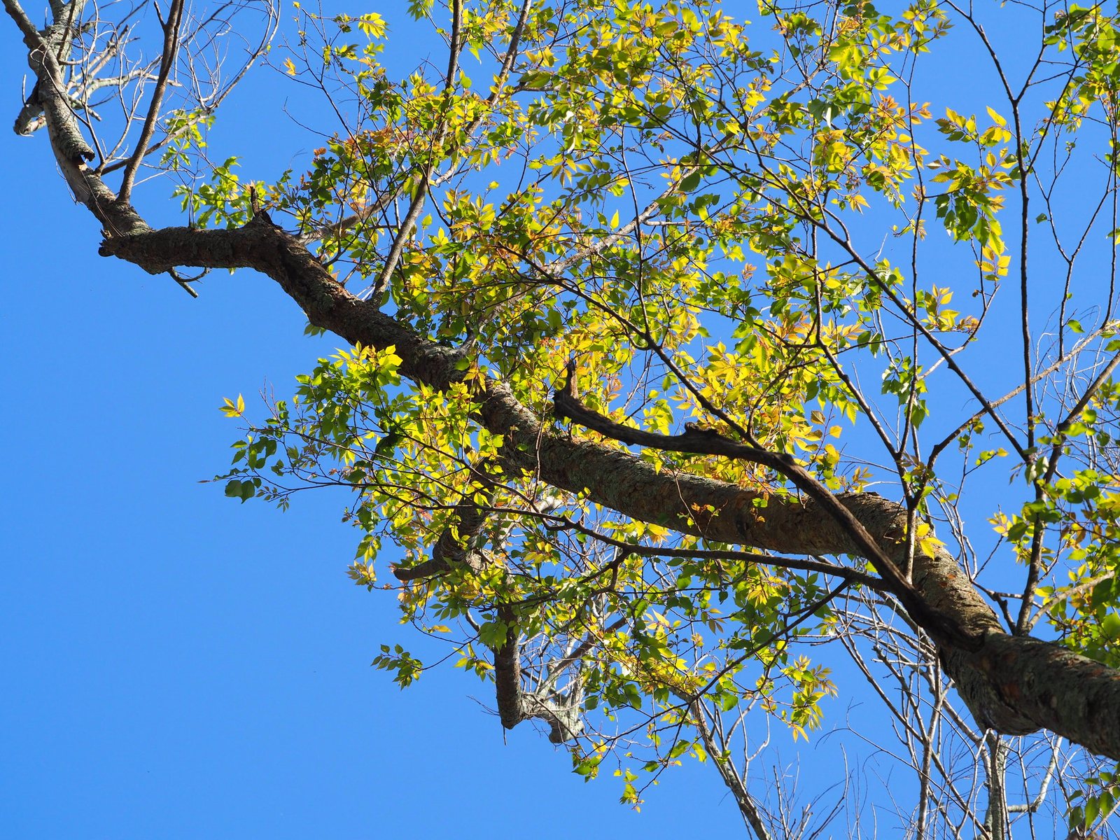 Japanese zelkova