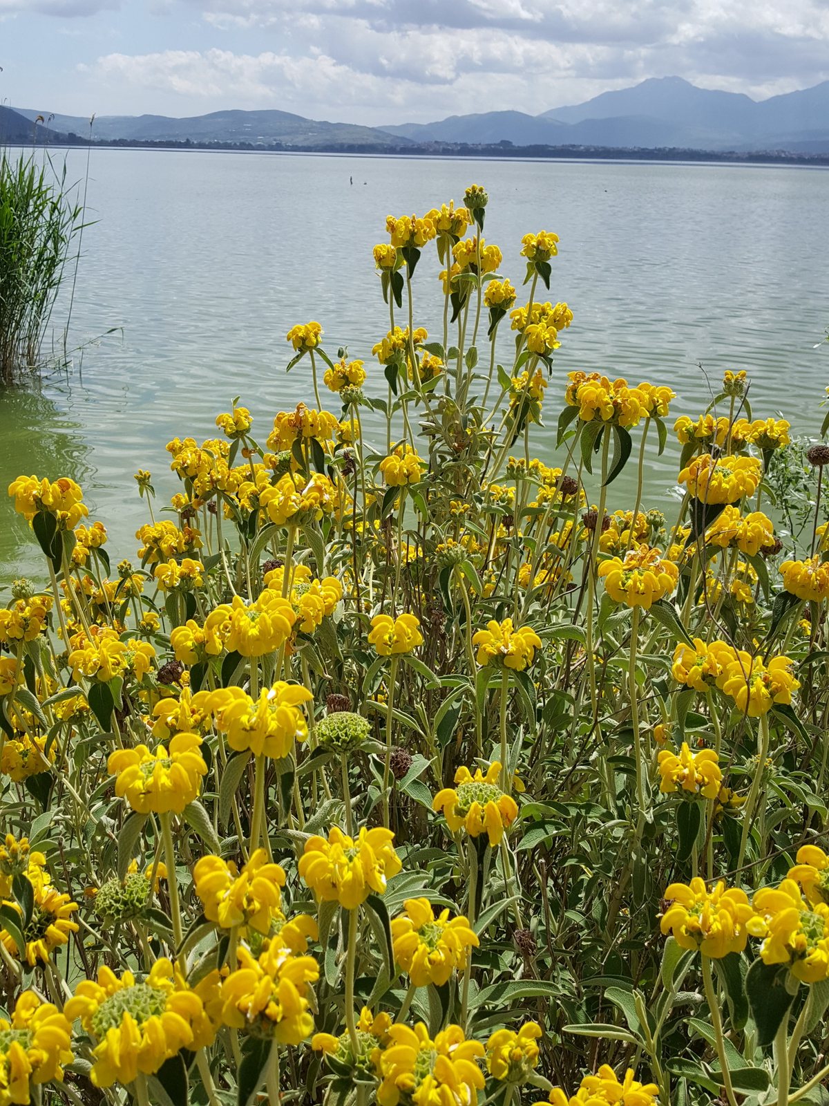 Jerusalem sage