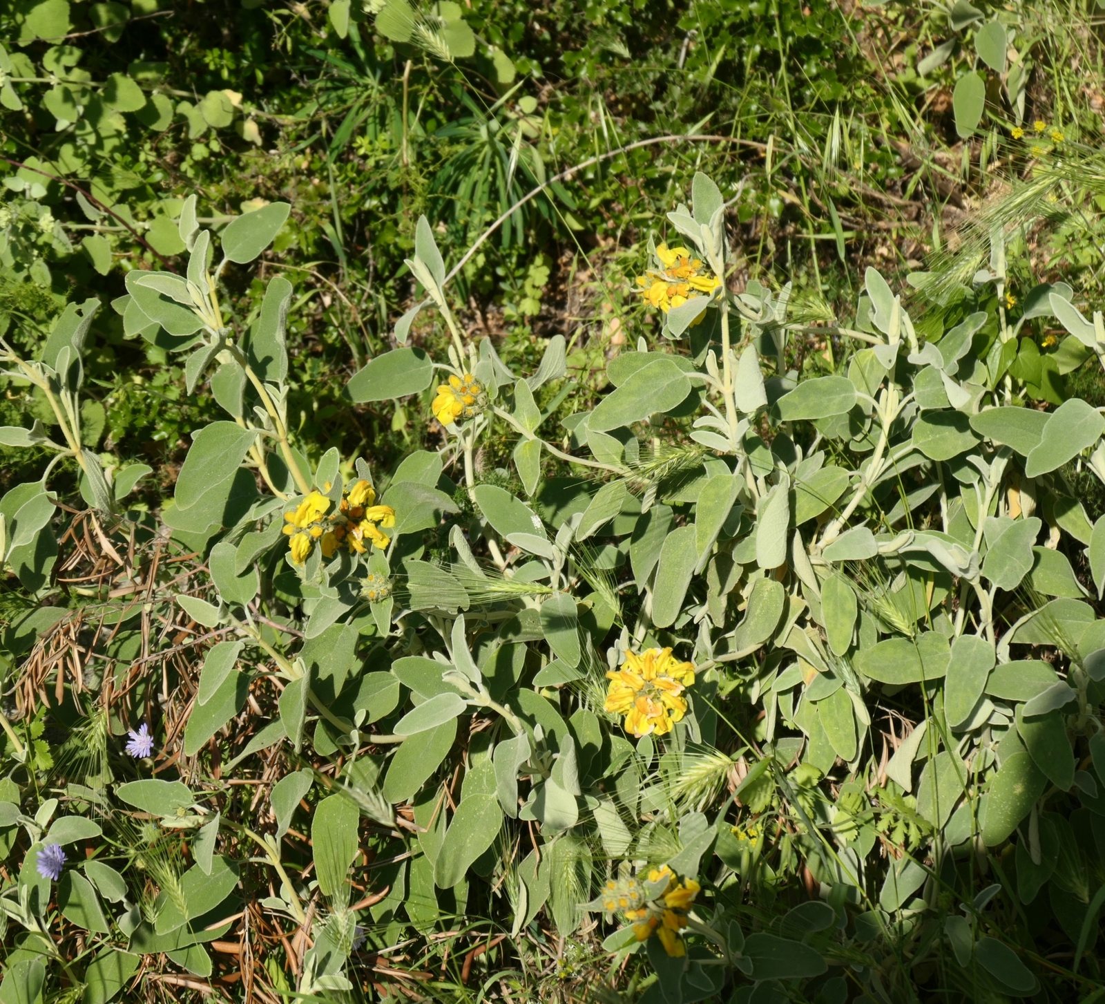 Jerusalem sage
