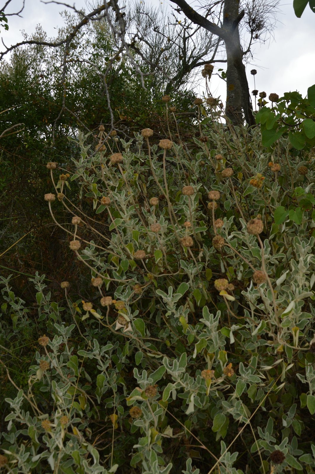 Jerusalem sage