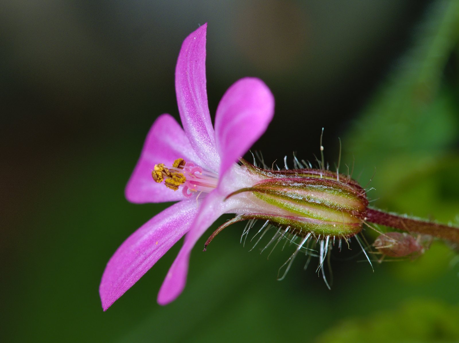 Johnson's Blue cranesbill